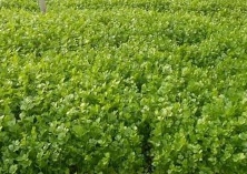 陕西华县（露地芹菜销售紧俏）