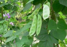 扁豆高产栽培方法与技术