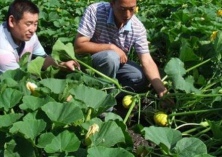 白兰瓜品种退化新品种重塑美誉