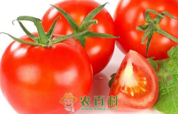 女人吃西红柿有特殊功效