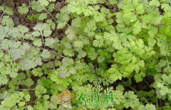 香菜的育苗方法介绍