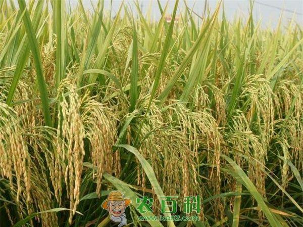 水稻注意施钾肥 土客网网 水稻注意施钾肥