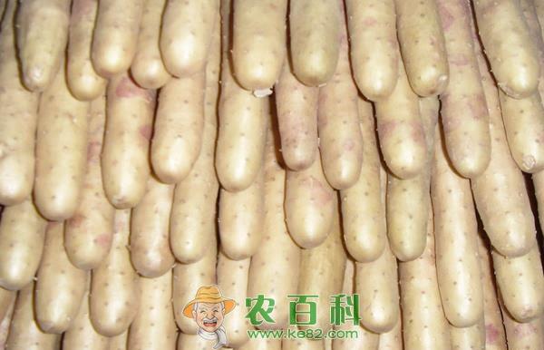 山药的好处 山药的好处