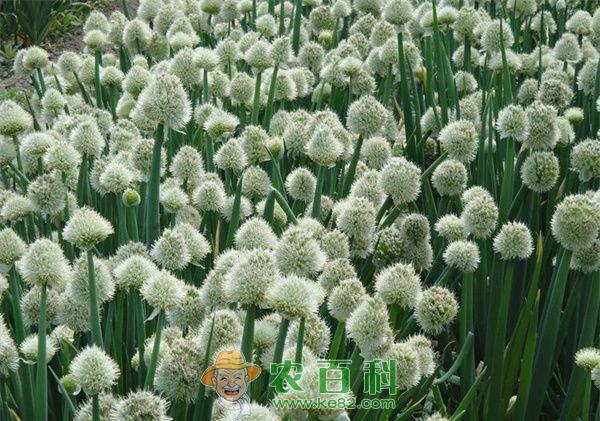 大葱种植技术之繁种技术