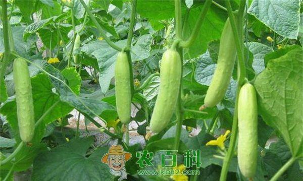 异常天气如何管理温室黄瓜