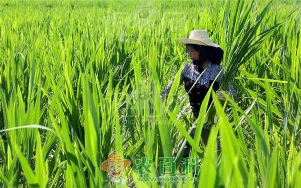 茭白 茭白生病了如何自救 教授有招