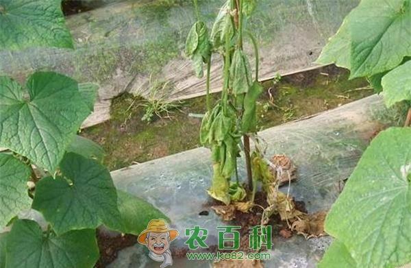 引起黄瓜烂蔓原因及防治对策