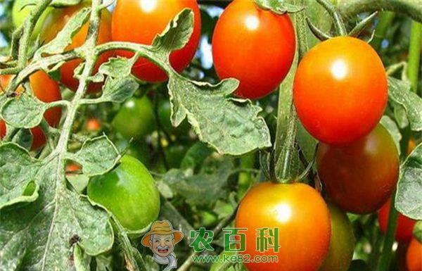 春大棚西红柿种植技术