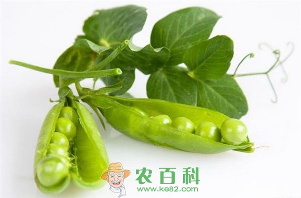 豌豆 云南祥云6万亩秋豌豆帮助农民增收