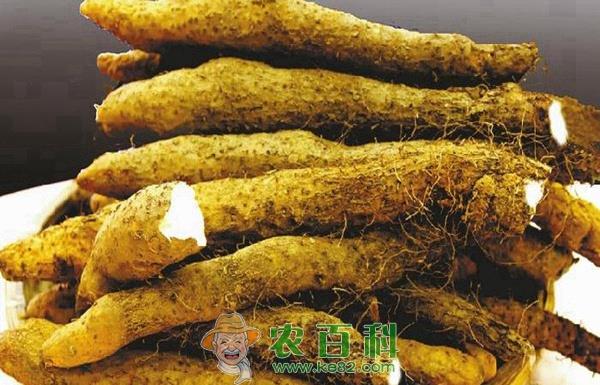 山药 山药制品能增值