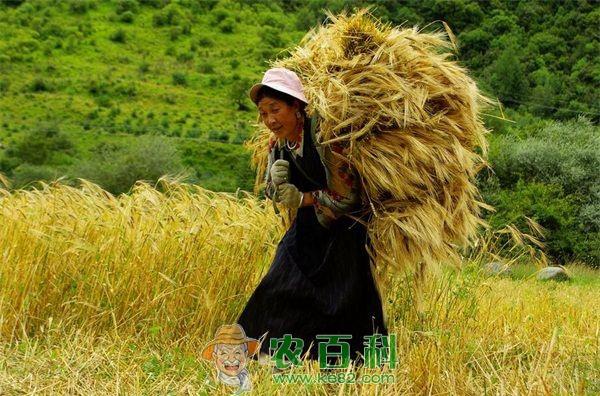 高血压能吃青稞吗