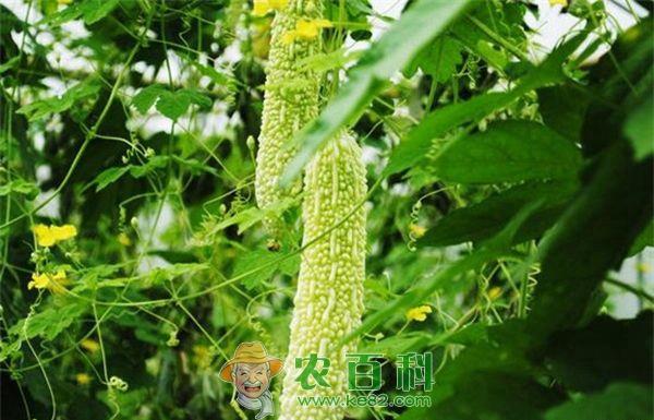 苦瓜的种植管理技术要点