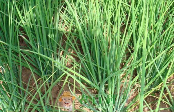 夏季香葱种植技术