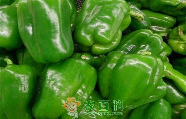 甜青椒的贮藏保鲜法 甜青椒的贮藏保鲜法