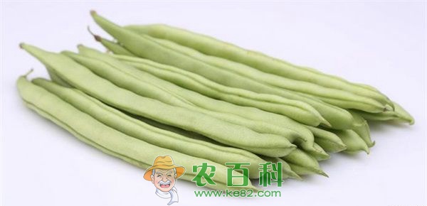 如何挑选四季豆