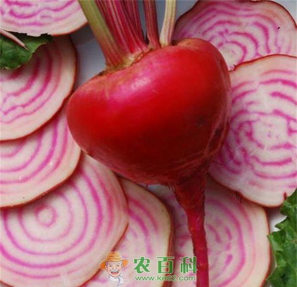 新疆兵团第五师九十一团园艺场进行甜菜机械收获