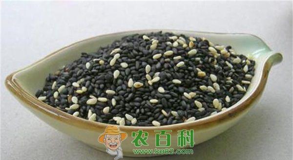 养生佳品话芝麻