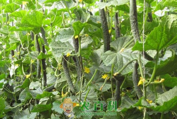 黄瓜如何施肥