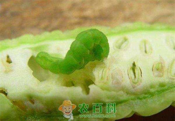 苦瓜棉铃虫怎么防治 苦瓜棉铃虫怎么防治