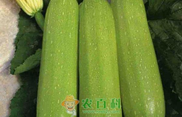 西葫芦：从远古走上今天的餐桌
