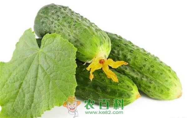 黄瓜 怎样挑选黄瓜
