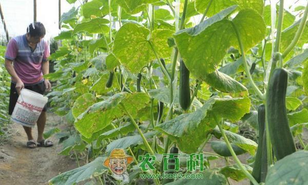 山东滨州大棚黄瓜市场热销