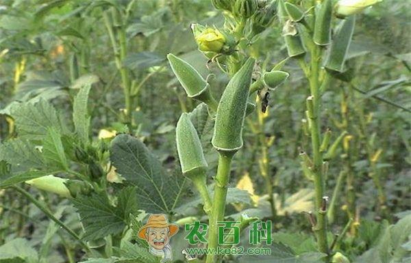 越冬温室黄秋葵种植技术