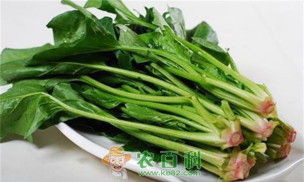 菠菜种植之霜霉病的防治 土客网网 菠菜种植之霜霉病的防治