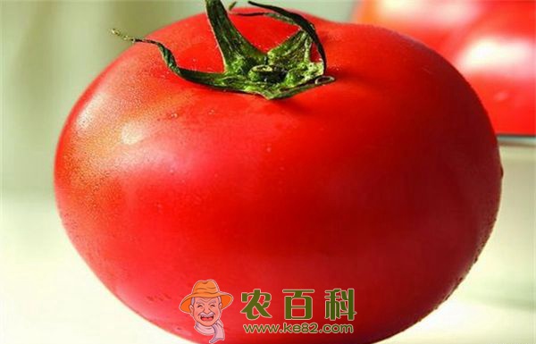 日本开发含牛奶成分的西红柿