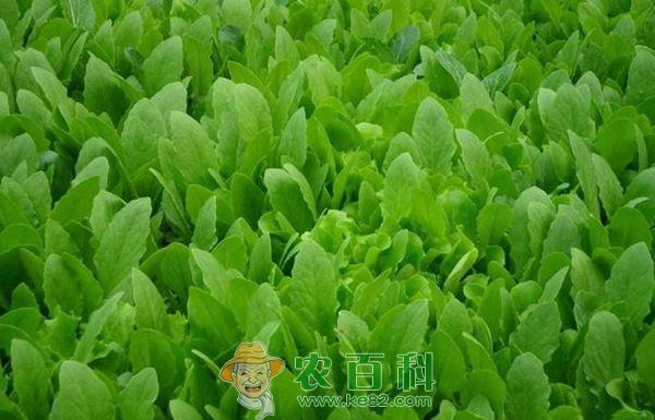 青菜种植 青菜种植的软腐病防治方法