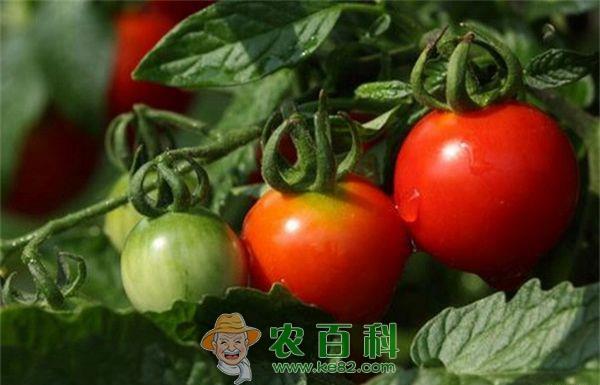 春大棚西红柿种植技术