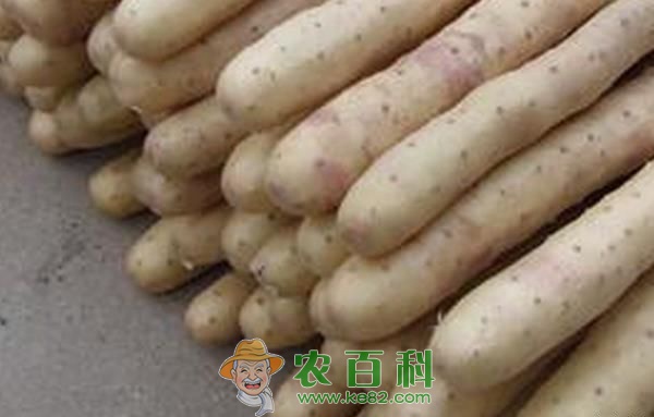 山药的好处 山药的好处
