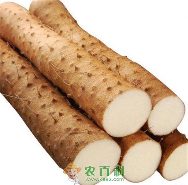 山药 山药种植的田间管理方法
