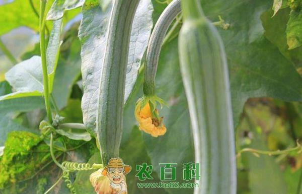 丝瓜 有机丝瓜施肥具体措施