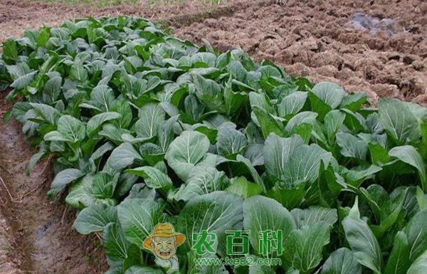 青菜 小青菜怎么种植