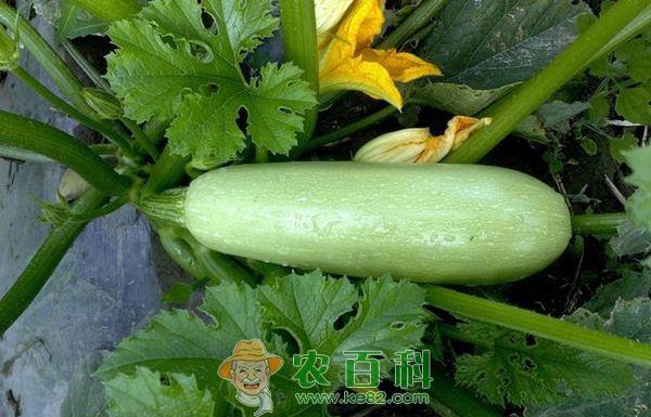 温室西葫芦种植要领 温室西葫芦种植要领