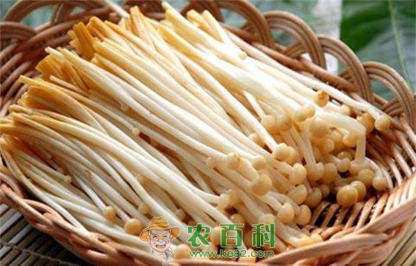 金针菇反季节栽培