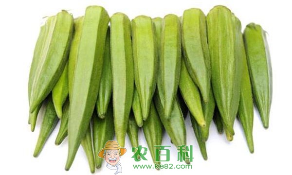黄秋葵综合利用