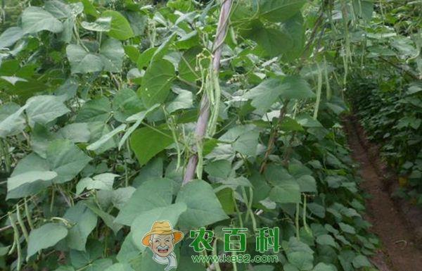 四季豆种植技术要点 四季豆种植技术要点