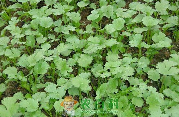 香菜 香菜反季栽培的田间管理