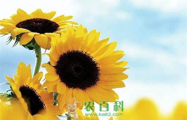 向日葵--土客网网 如何选购向日葵种子