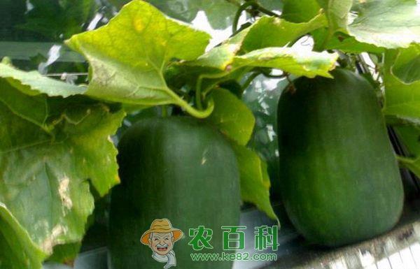 冬瓜种植 黑皮冬瓜种植与管理
