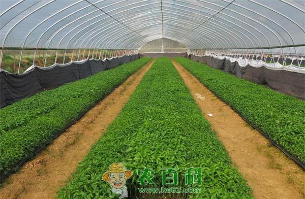 辣椒育苗的方法步骤