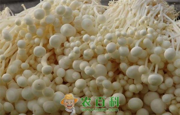 金针菇 天津宝坻“智能”金针菇俏销北方市场