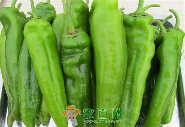 青椒高产栽培技术