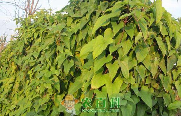 山药的种植方法 山药的种植方法