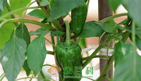 青椒 两种型号的优良青椒种子