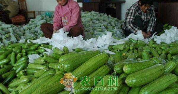 日光温室西葫芦压蔓高产的栽培技术