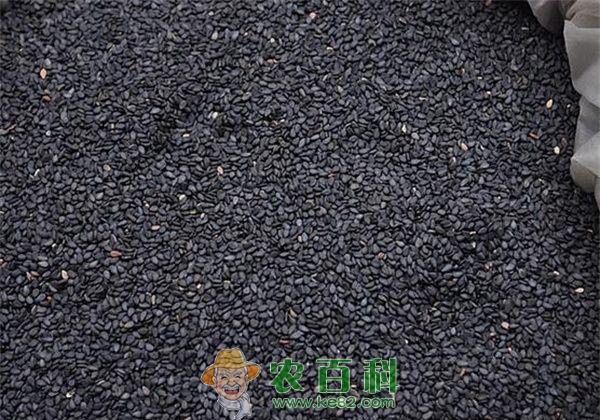 黑芝麻怎么吃才最营养 土客网网 黑芝麻怎么吃才最营养