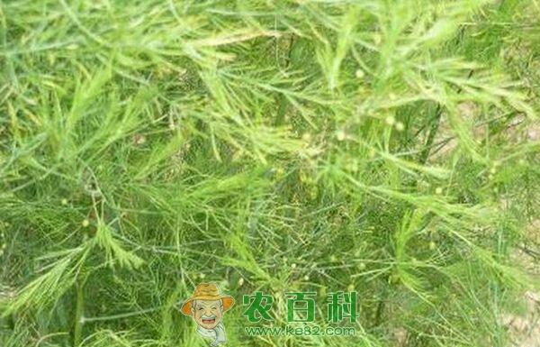 芦笋安全越冬技术 芦笋安全越冬技术